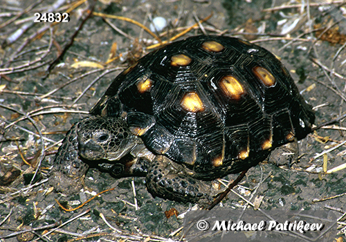 Texas Tortoise (Gopherus berlandieri)